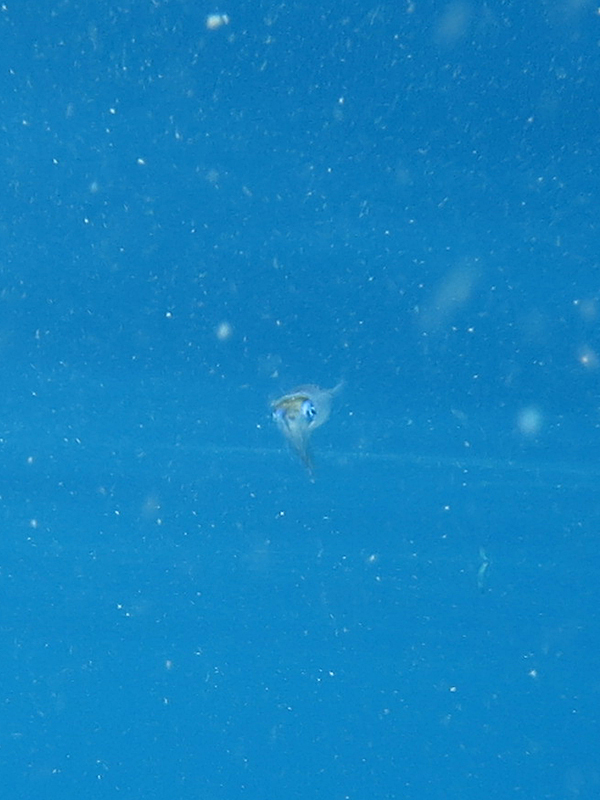Baby cuttlefish at the surface, Russell Islands. Cute huh?