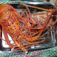 Fresh crayfish - what a treat