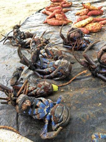 Coconut crabs for sale at the local market, Seghe